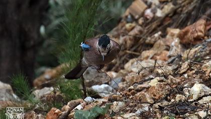 Eurasian Jay