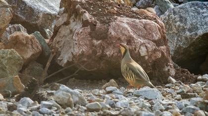 Chukar Partridge