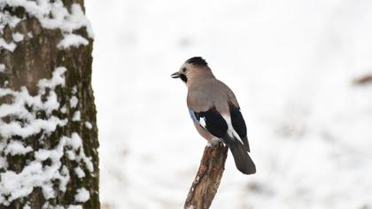 Eurasian Jay