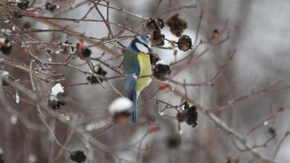 Eurasian Blue Tit