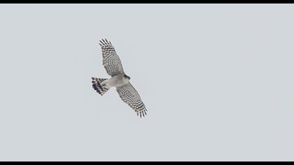 Northern Goshawk