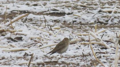 Eurasian Skylark