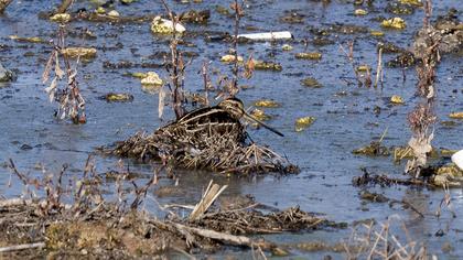 Common Snipe