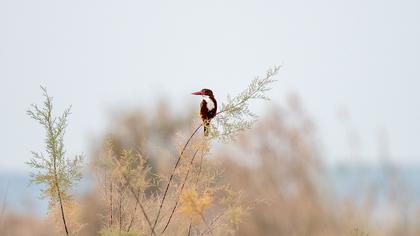 White-throated Kingfisher