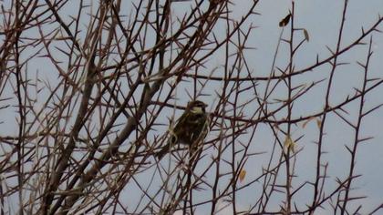 Spanish Sparrow