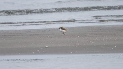 Kentish Plover