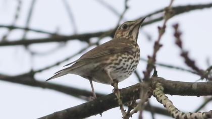 Song Thrush