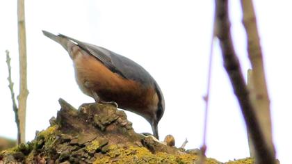 Eurasian Nuthatch
