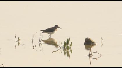 Green Sandpiper