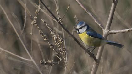 Eurasian Blue Tit