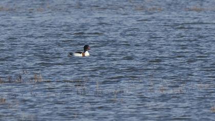 Common Shelduck