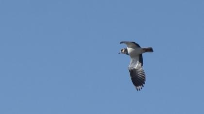 Northern Lapwing