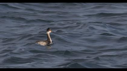 Black-necked Grebe