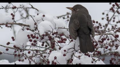 Common Blackbird
