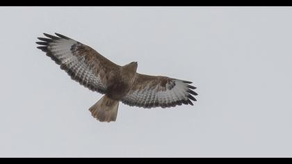 Long-legged Buzzard