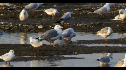 Yellow-legged Gull