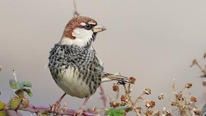 Spanish Sparrow