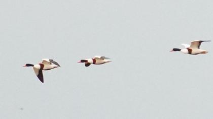 Common Shelduck