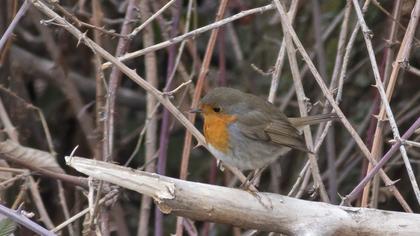 European Robin