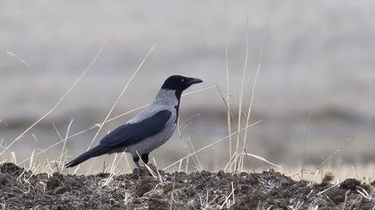 Hooded Crow