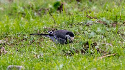 White Wagtail
