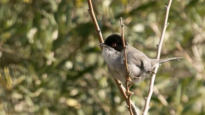 Sardinian Warbler