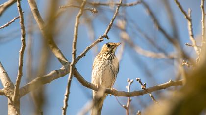 Song Thrush