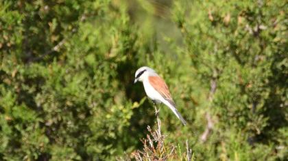 Red-backed Shrike