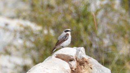 Northern Wheatear