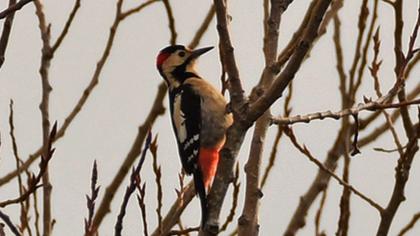 Syrian Woodpecker
