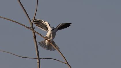 Black-winged Kite