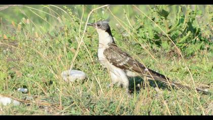 Great Spotted Cuckoo