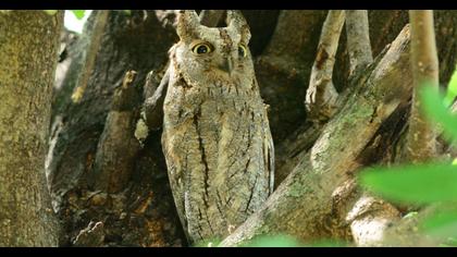 Eurasian Scops Owl