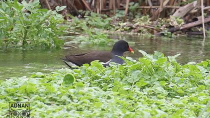 Common Moorhen