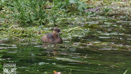 Little Grebe