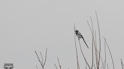 Eurasian Magpie