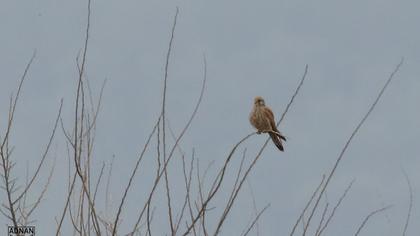 Common Kestrel