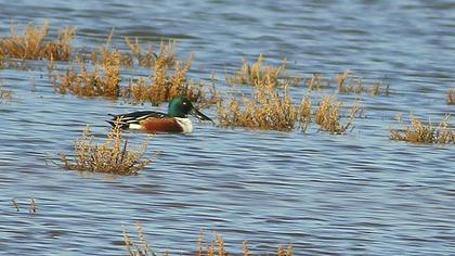 Northern Shoveler