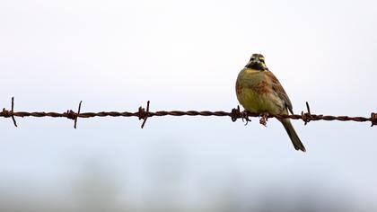 Cirl Bunting