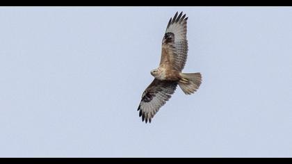 Long-legged Buzzard