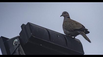 Eurasian Collared Dove