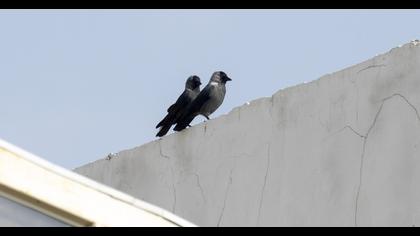 Western Jackdaw