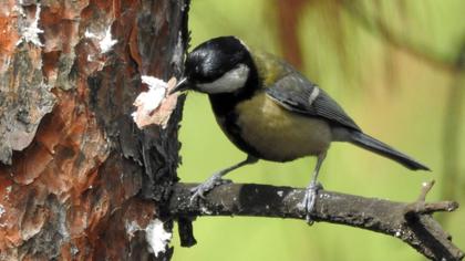 Great Tit
