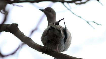 Eurasian Collared Dove