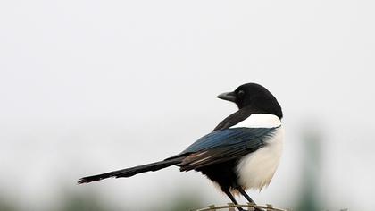 Eurasian Magpie