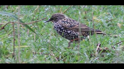 Common Starling