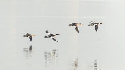 Red-breasted Merganser