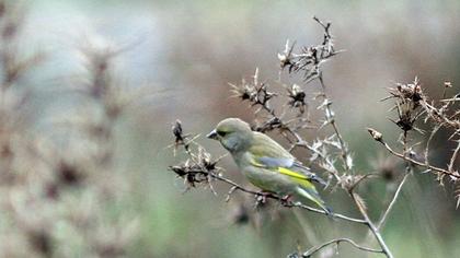 European Greenfinch
