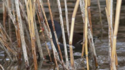 Common Moorhen
