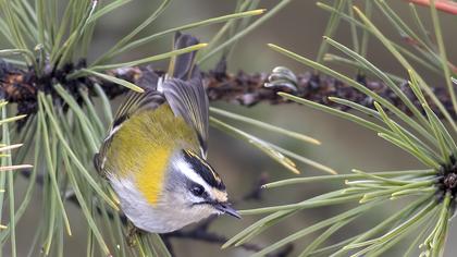 Common Firecrest
